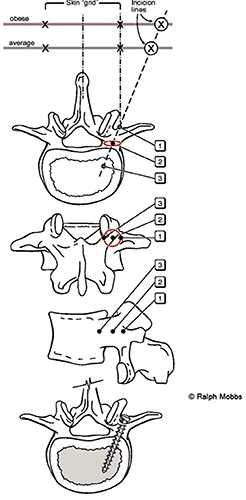 Anatomical Principles